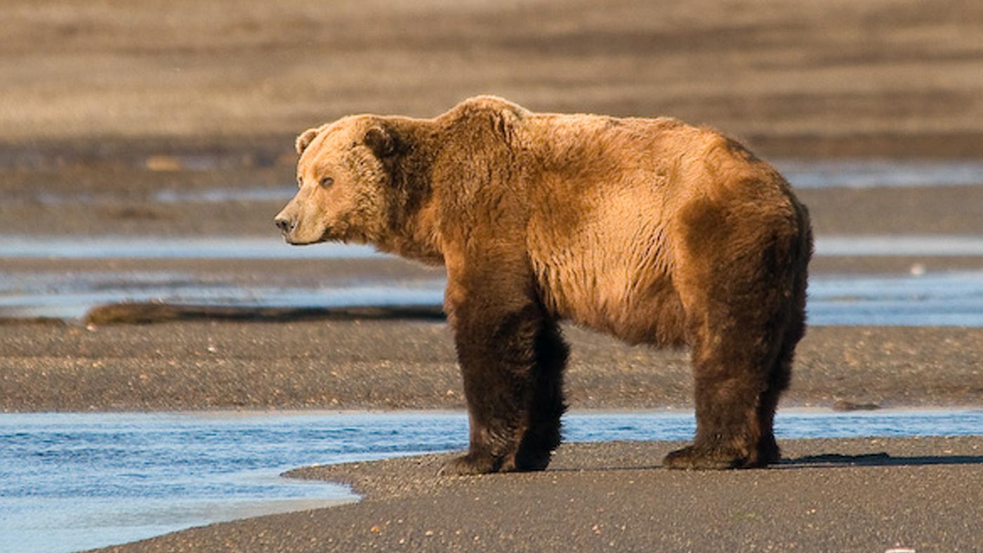 Alaska Bears & National Park Trips | Alaska's Stonewood Lodge