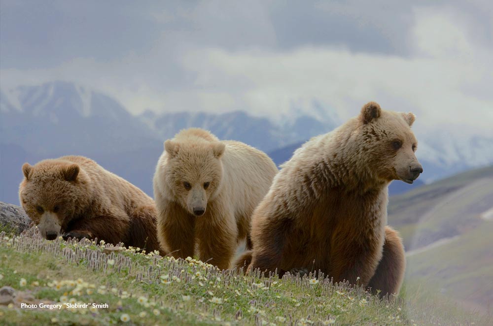 Alaska Bears & National Park Trips