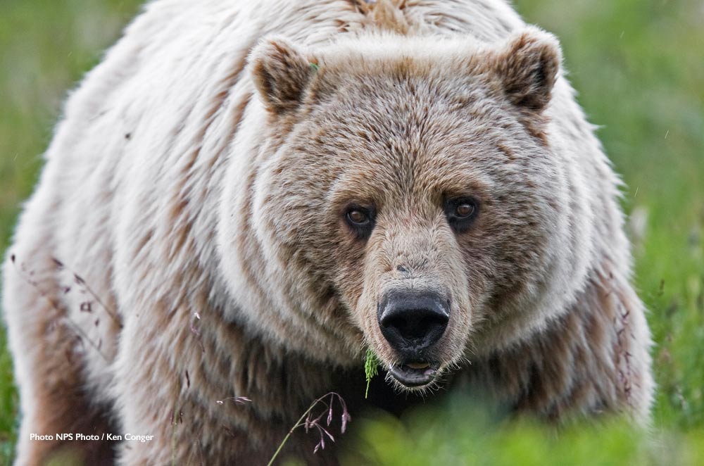 Alaska Bears & National Park Trips
