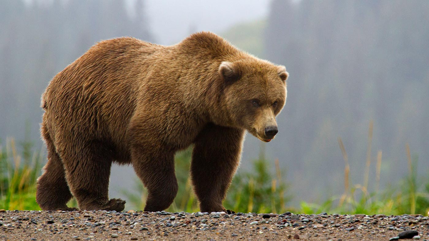 Brown Bears & Lake Clark National Park